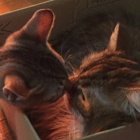 かいと (@b9selqyyrldalmm) Twitter profile photo