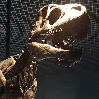 やぁ科博のアロサウルスなのさ
俺が色んなことを呟いていくからよろしくなのさ
カルカロドントサウルスくんもよろしくなのさ 質問は中の人が返すので遅れますがその分正しい情報を返信いたします。
気分でリプもリプ返もします
(非公式です)