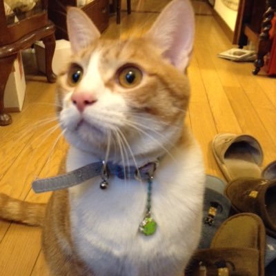ふくねこ 神楽坂 On Twitter ふくねこ堂は営業しています ちゃんと店長も出勤中 簡単 布マスクの作り方教えま す 丁度良いガーゼタオルや手拭い ハンカチも販売しています マスク 布マスク 花粉症