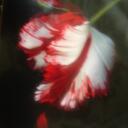 debra boyles - @deeperepentance - Twitter