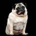 Pugs (@overweightpugs) Twitter profile photo