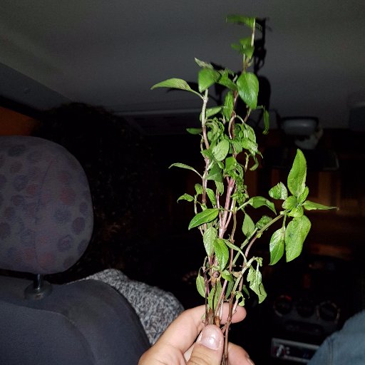 notnotevan's profile picture. Not eco friendly dev.
Happens to like Python too !