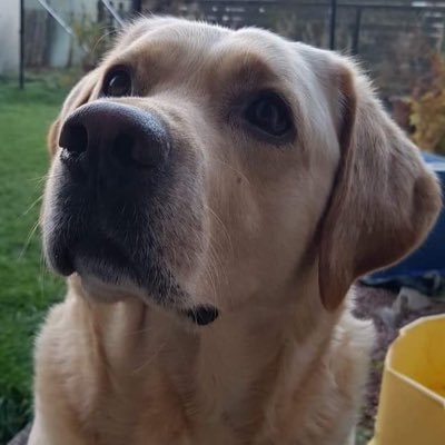 Prince the loveable golden Labrador♡ Follow us on Instagram-@mylabpaws☻!! We are located in Stirling Scotland ♕