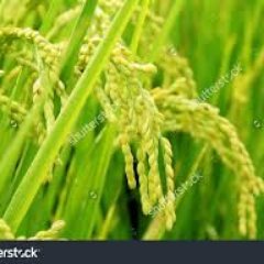 nehababu16's profile picture. 