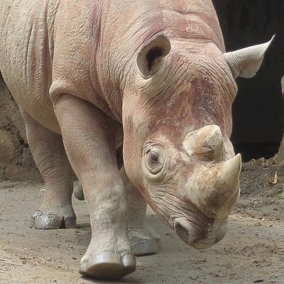 taikocafe's profile picture. 米国株だけにしようかな。