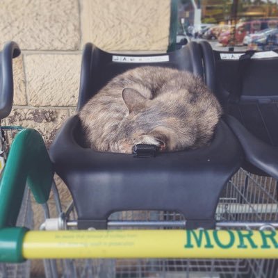 I'm just the cat from mogo's in Belper