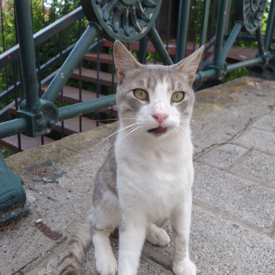 アドリアの猫 Adriatic Catさんのプロフィール画像