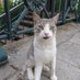 アドリアの猫 Adriatic Cat (@jadranskoneko) Twitter profile photo