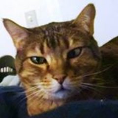 Currently in a relationship with Angular, used to have a relationship with Silverilght. Consultant at MSF&W.