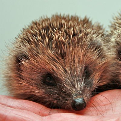 Spike's Hedgehog Sanctuary cares for sick, injured and baby hedgehogs. IF YOU SEE A SICK OR INJURED HEDGEHOG, PLEASE ACT IMMEDIATELY AND PHONE 07732025155