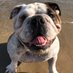 Kevin the Bulldog (@commonwealthkev) Twitter profile photo Kevin the Bulldog (@commonwealthkev) Twitter profile photo