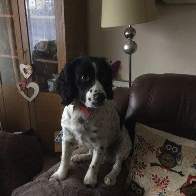 live in Scarborough with my husband and our spaniel Oscar