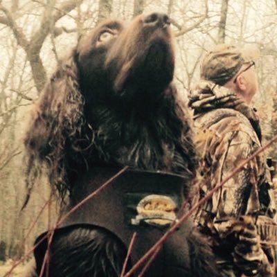buddy_wonder's profile picture. Just a Boykin Spaniel that spends duck season in Arkansas chasing. birds around Bayou Meto and the surrounding Stuttgart area.
