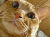 iamayako's profile picture. 動物大好きで、将来は何かお手伝いができればと思っております。
椎間板ヘルニアは寛解したお。
今は投資の勉強📚️を初めて、iDeCoを初めました。