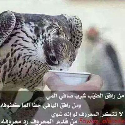 safiralakzan's profile picture. 