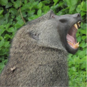 ZoologicalStuff's profile picture. Zoologist from @imperialcollege. Amateur photographer. Generally sports-mad. Views are my own.