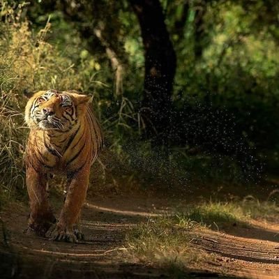 10431c96723c435's profile picture. om sai