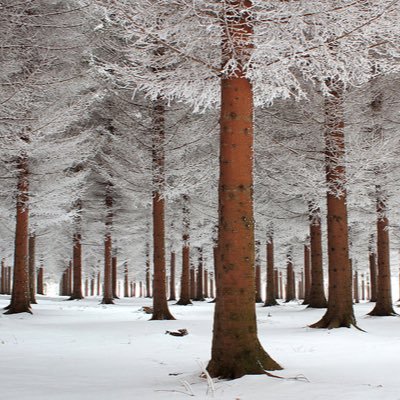 teregilci's profile picture. 