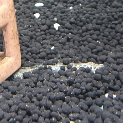 Polypterus_Gar's profile picture. COD