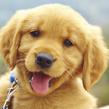 This is a Dogs World :) Follow us if you truly are a Dog Lover , official page for DOGS WORLD LIMITED