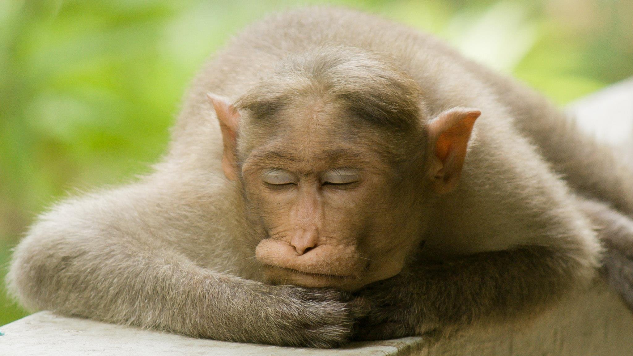 vageeshdc's profile picture. 