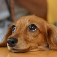 笑えて可愛い犬動画 (@dogmoviet) 's Twitter Profile