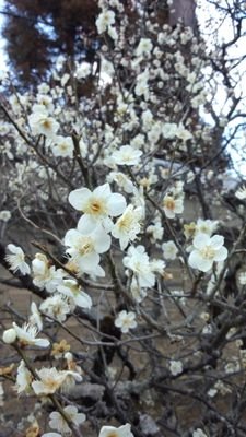 鈴桜さんのプロフィール画像