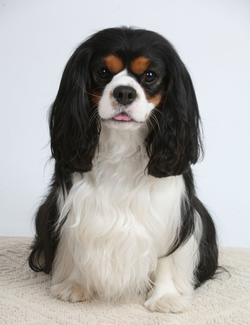 spaniel1226さんのプロフィール画像