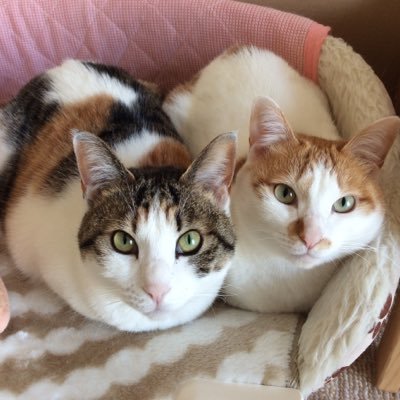 猫とクラフトビールと花火が好きな50代。三毛猫ノース♀(猫草好きのヤギ)、茶白サウス♀(前刺身担当大臣→現菓子パンクレクレ星人)は11才の仲良し暴走姉妹です。趣味は新作ビールチェック。主に食事メモ、旅行、鉄道、車など呟きます。先代猫トラちゃんはお空から見守ってます。