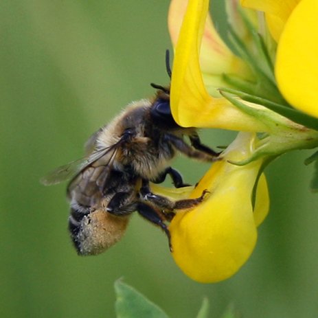 An independent initiative started in 2010 to broaden the knowledge of wild bees and their way of living → https://t.co/RF6BqUoHTC