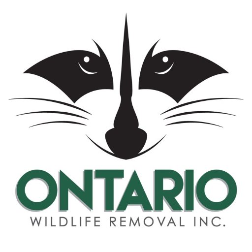 Brantford Ontario based humane wildlife removal and exclusion service. Raccoons, Squirrels, Birds, Bats, Mice, and Skunks. #wildlife #ontwildlife GUARANTEED