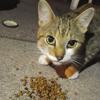 Pets Overload (@petoverloadblog) 's Twitter Profile