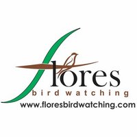 Flores Bird Watching (@floresbirding) 's Twitter Profile