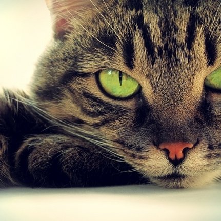 mokiecat's profile picture. 