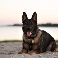 K9 Maverick (@fpdk9maverick) 's Twitter Profile