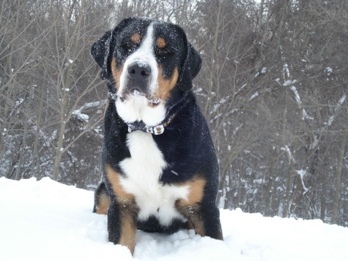 Greater Swiss Mountain Dog living in Tucson, AZ via Buffalo, NY.
