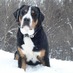 Caboose (@swissmountaindg) Twitter profile photo