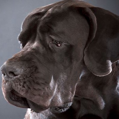 ninarowan80's profile picture. Love dogs, pizza, my family, God. Soon to be blogger.