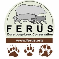 FERUS(@OursLoupLynx) 's Twitter Profile Photo