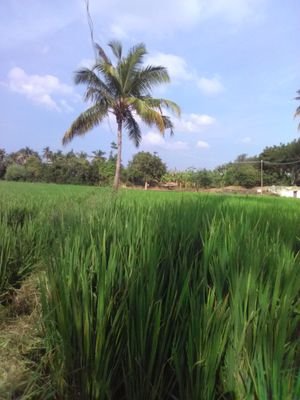 anilrms's profile picture. Government and Politics Books & Authors Journalists