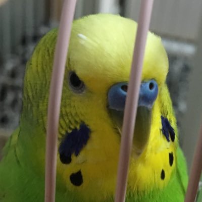 8XJF1CljVJEvPl8's profile picture. 今治西→横市 国際商