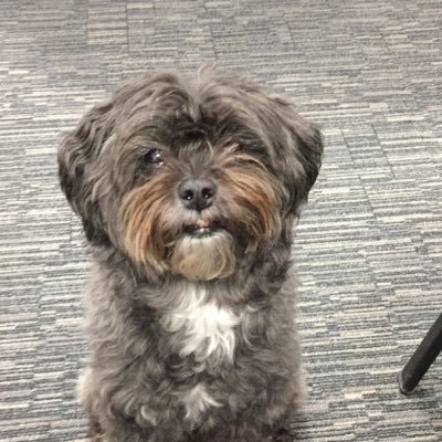 Amershamcomment's profile picture. All things Amersham and surrounding areas and an occasional wander into national and international issues - but sometimes you just have to laugh...