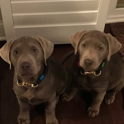 silver labs