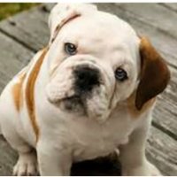 Grant Elementary (@wes_grantelem) 's Twitter Profile