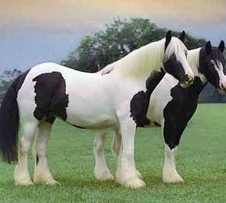 LDutsenbari's profile picture. 