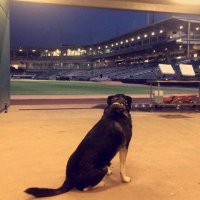 KnightsCrew (@knights_turf) 's Twitter Profile