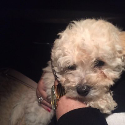 ziv_roy's profile picture. 