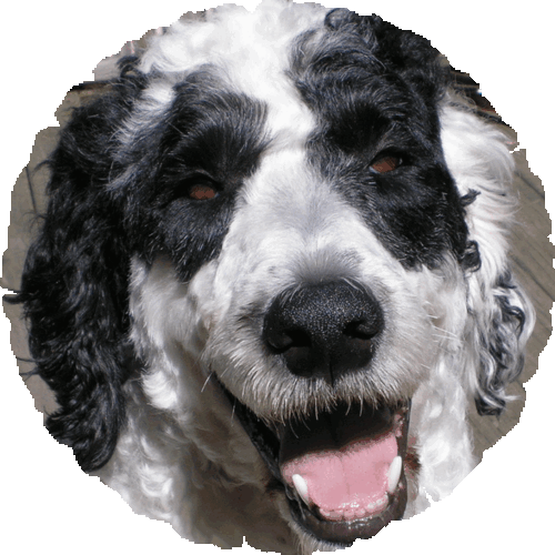 PREMIEREPORTING's profile picture. Realtime court stenographer