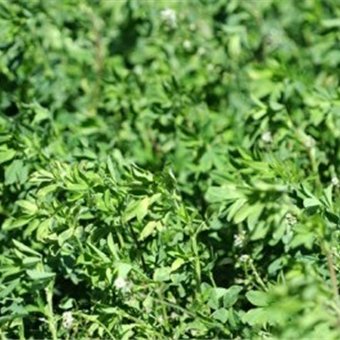 BLNZ_Lucerne's profile picture. Lucerne management tips & the latest research from Beef + Lamb New Zealand, Lincoln University's Professor Derrick Moot & other lucerne experts.
