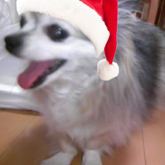 犬さんのプロフィール画像